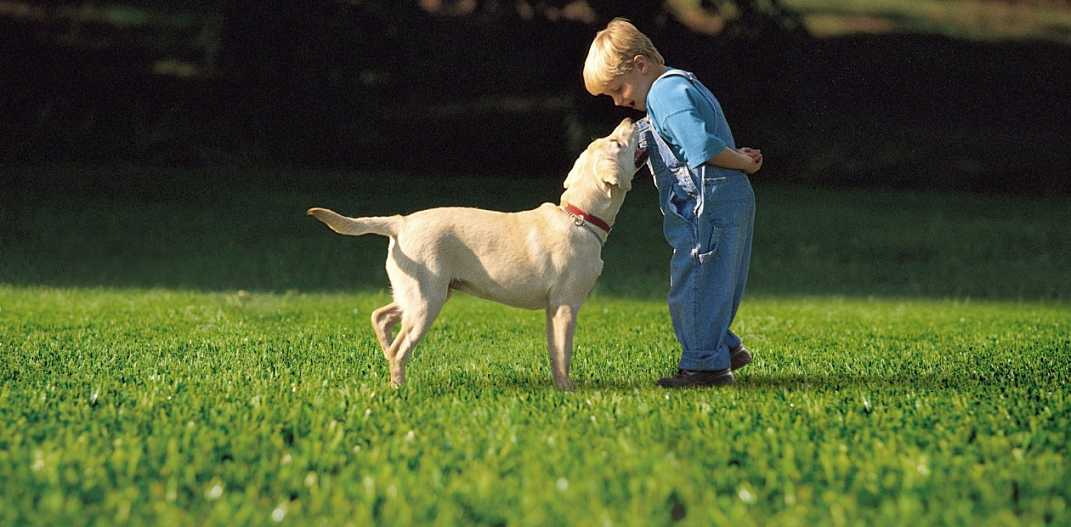 Pets Also Love Your Artificial Grass Pets Also Love Your Artificial Grass